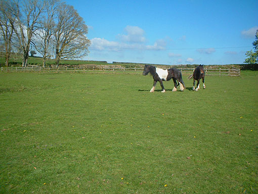 image_t21